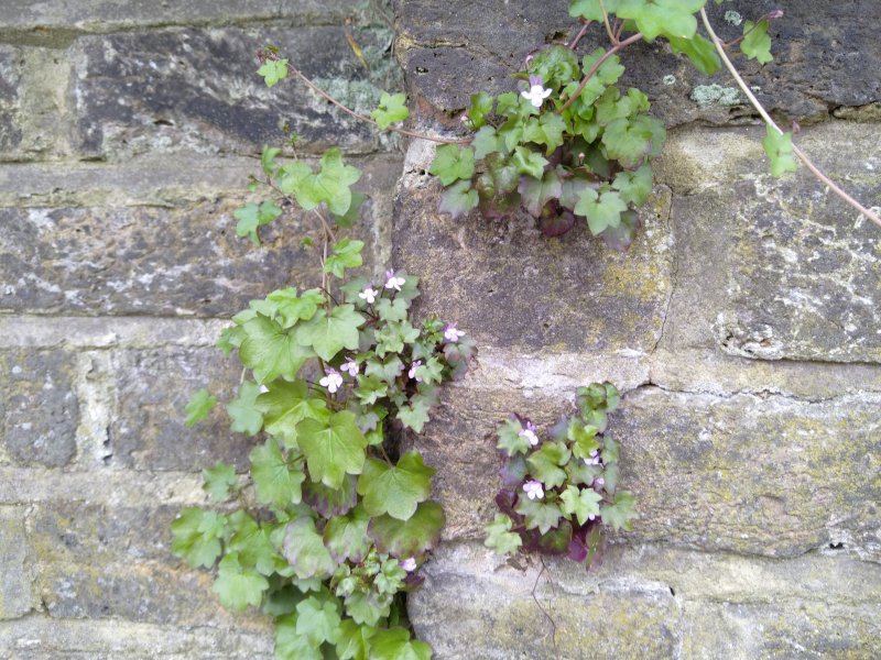 Cymbalaria muralis Цимбалярия постенная